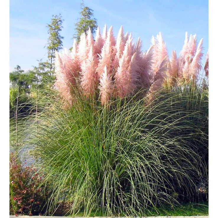 Pink Pampas Grass Live Plugs โ Cortaderia selloana Ornamental Perennial for Borders & Landscaping