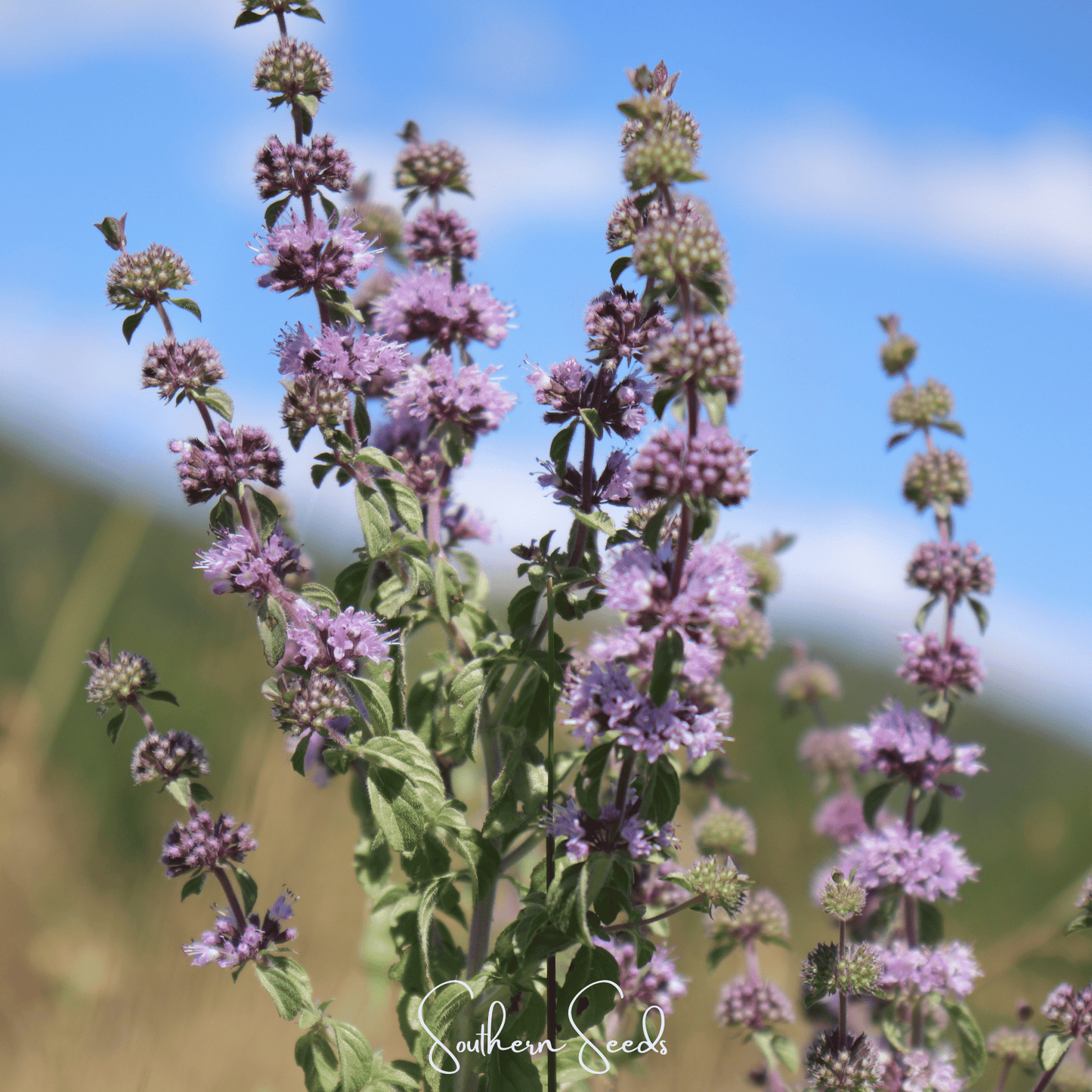 Pennyroyal Herb Seeds - 100 Open Pollinated Mentha pulegium Perennial Ground Cover for Gardens