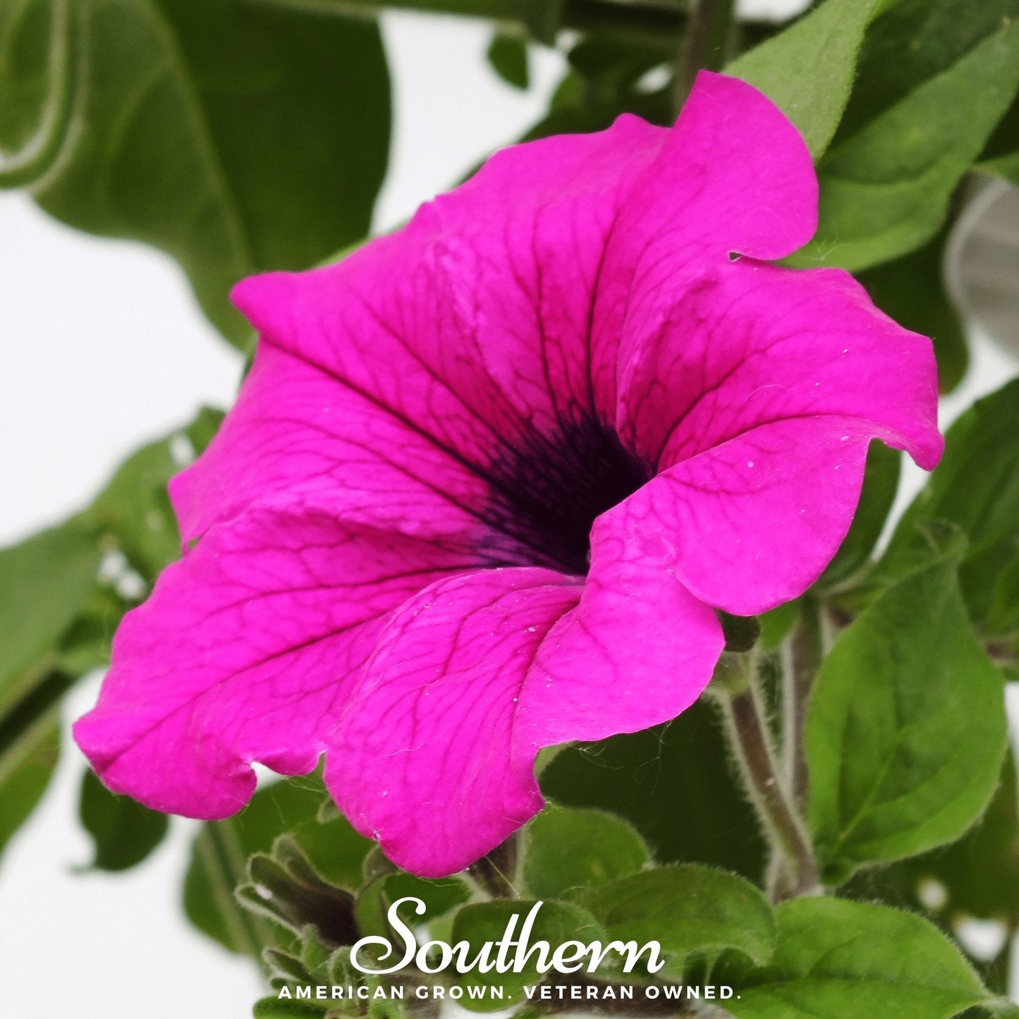 Shanin Wild Petunia Seeds – 250 Heirloom, Star-Patterned, Trailing, Annual Flower for Hanging Baskets & Containers