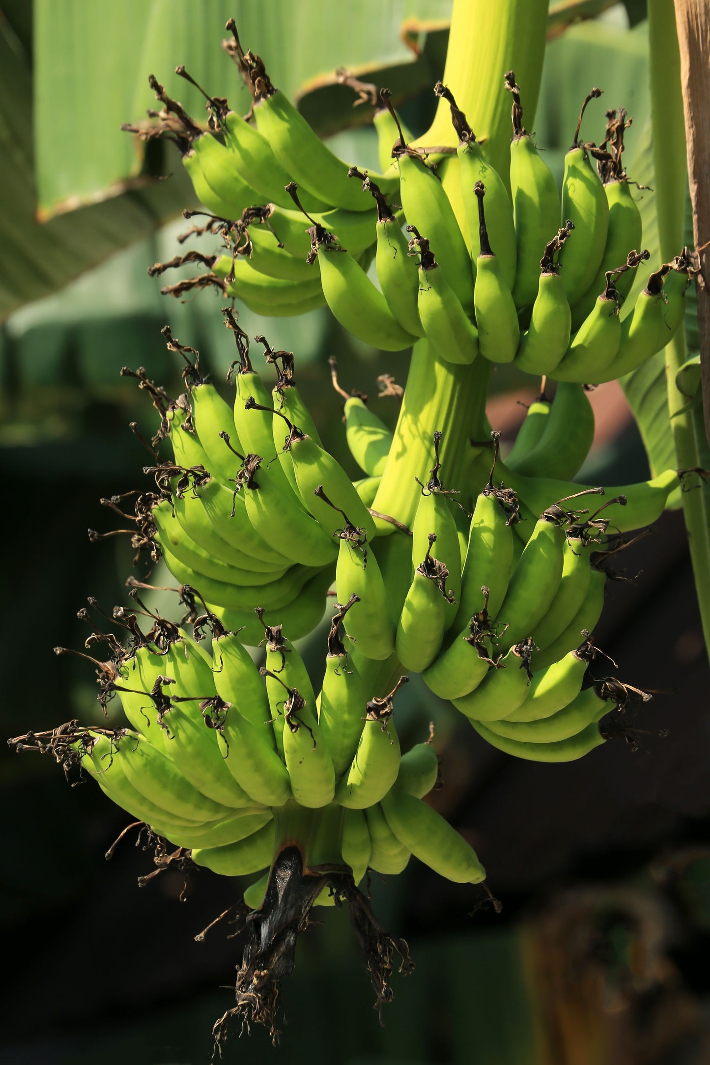 Double Mahoi Dwarf Banana Live Starter Plugs – 3 Plants – Compact Tropical Musa Dwarf Banana