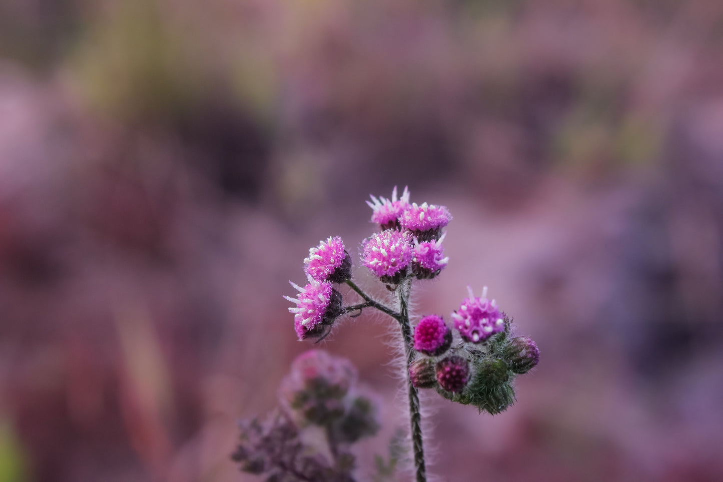 3 Live Bare Root Ironweed Plants – Vernonia Species Native Perennial