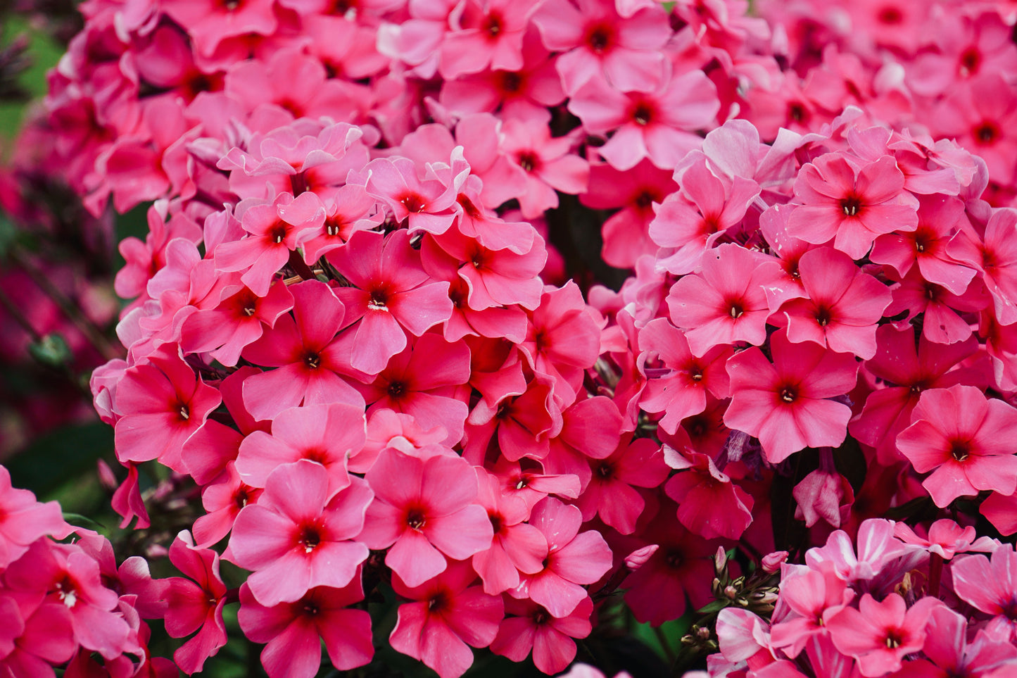 Opening Act Ultrapink Phlox Live Plants – 3 Rooted Starters in 1 Qt Pots, Bright Pink Perennial Flowering Plant