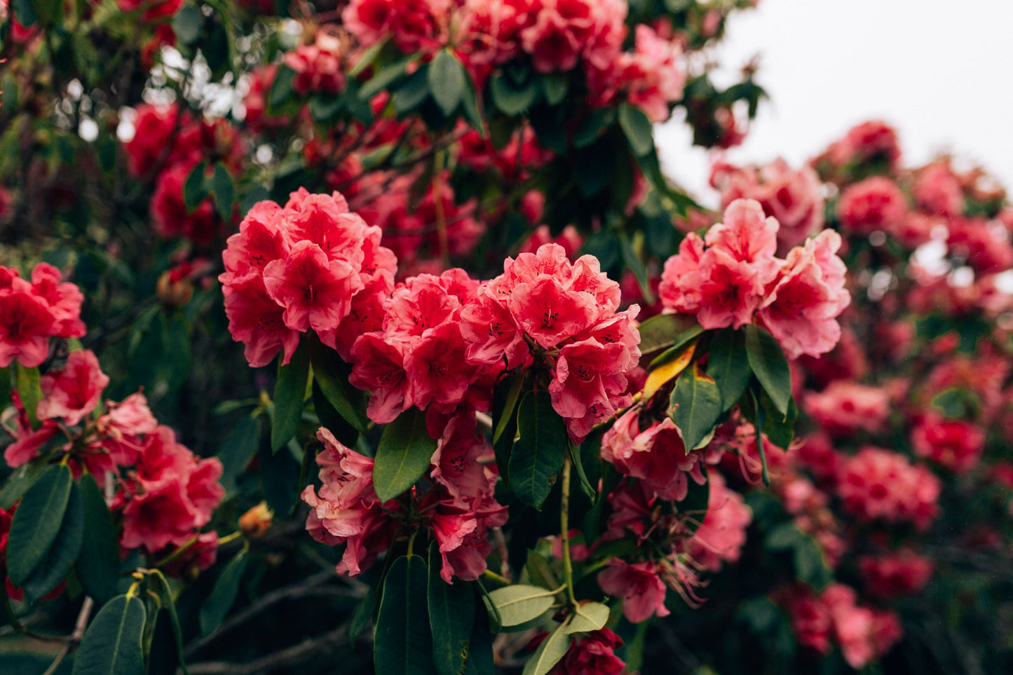 Nova Zembla Rhododendron Live Starter Plant - Red Flower Evergreen Shrub