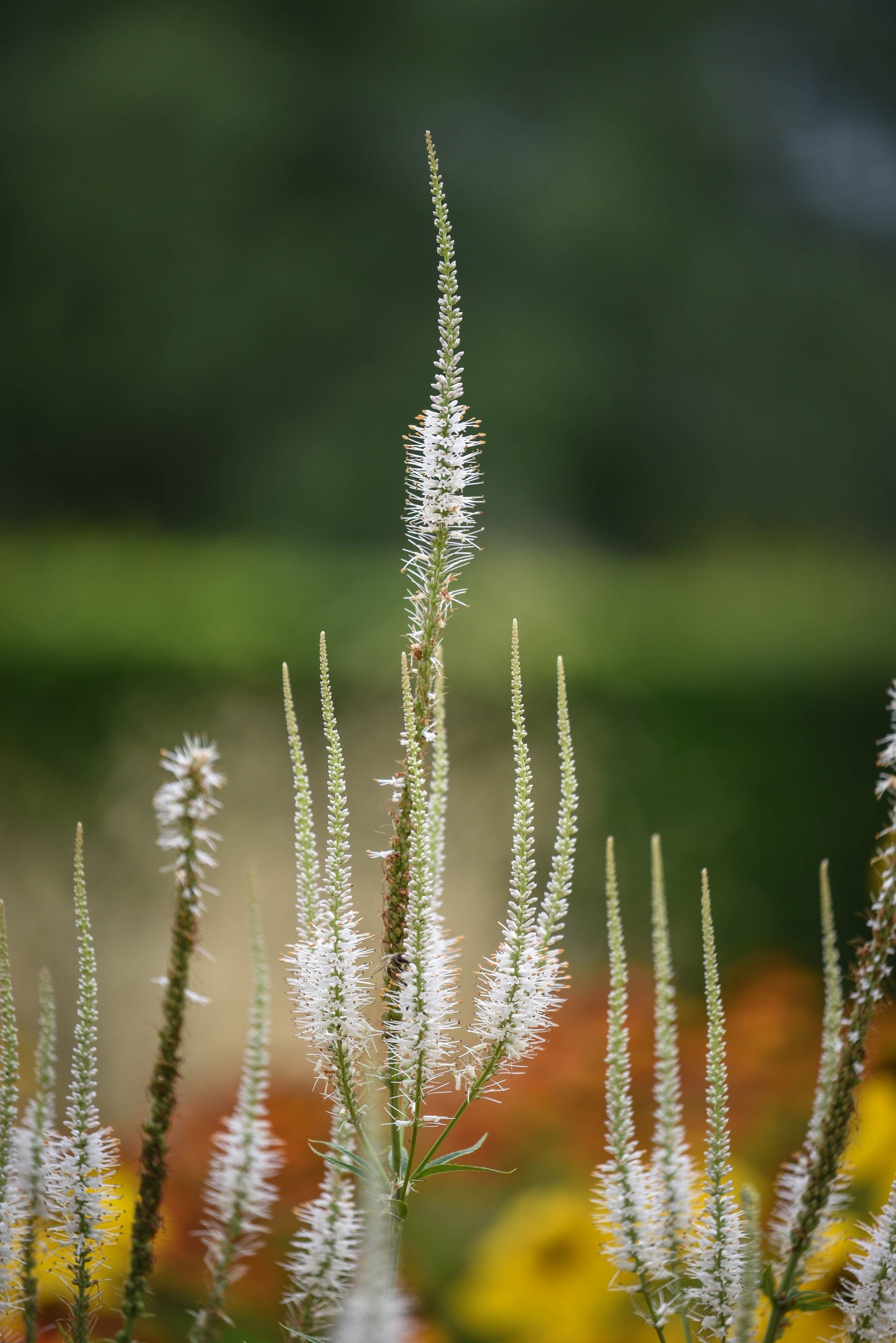 Culver's Root Live Starter Plant 4-8 Inches Tall - Veronicastrum virginicum Native Perennial