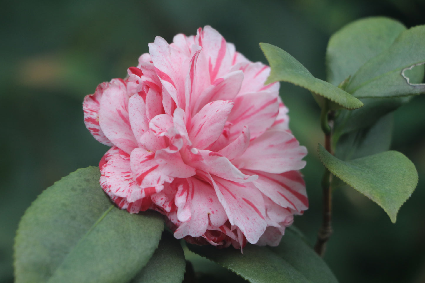 Pink Camellia Live Starter Plant, Camellia japonica 'Dad's Pink', Evergreen Shrub, Rooted Plant, Garden Border, Container