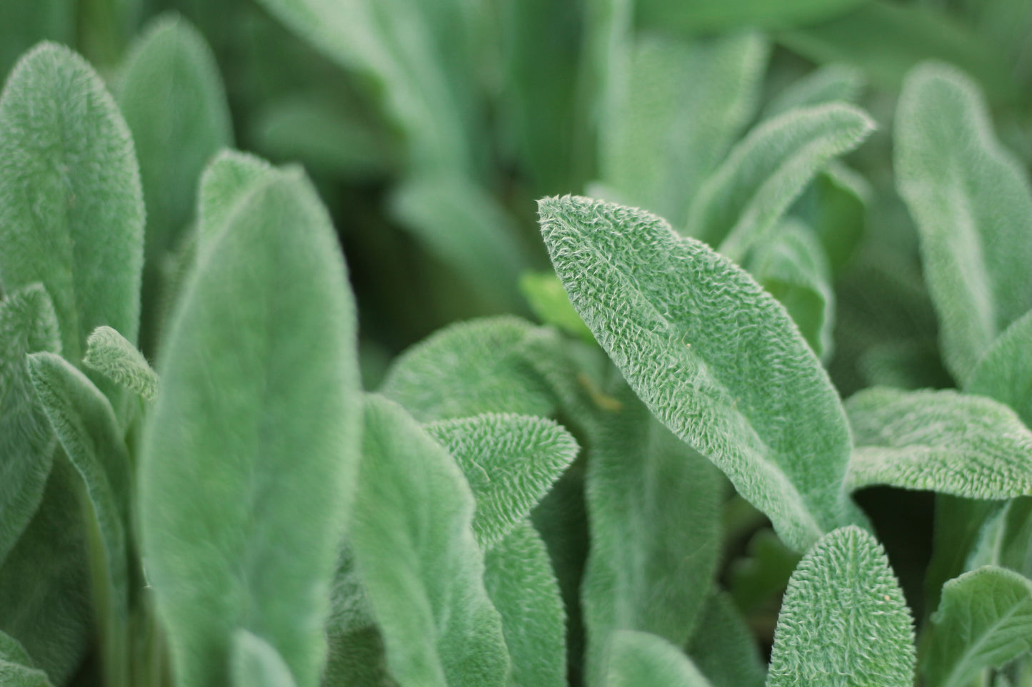 Lamb's Ear Live Plant - Stachys byzantina Perennial with Soft Felt-Like Leaves