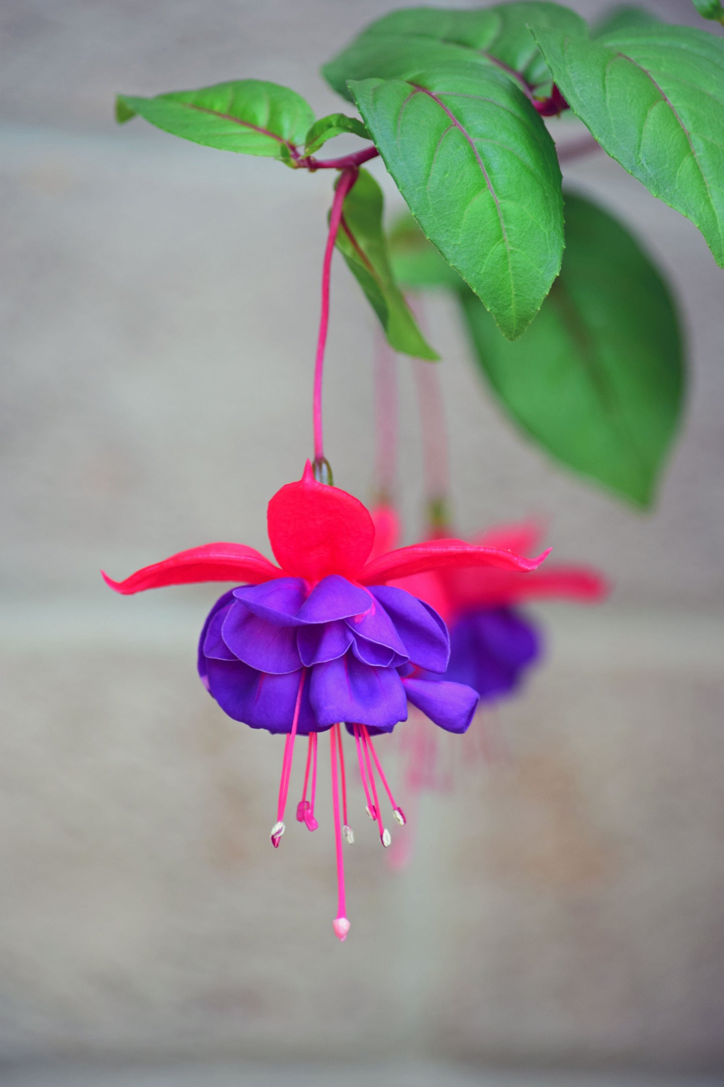 Blue Eye Fuchsia Live Plant – Hummingbird Flowering Fuchsia Hybrid