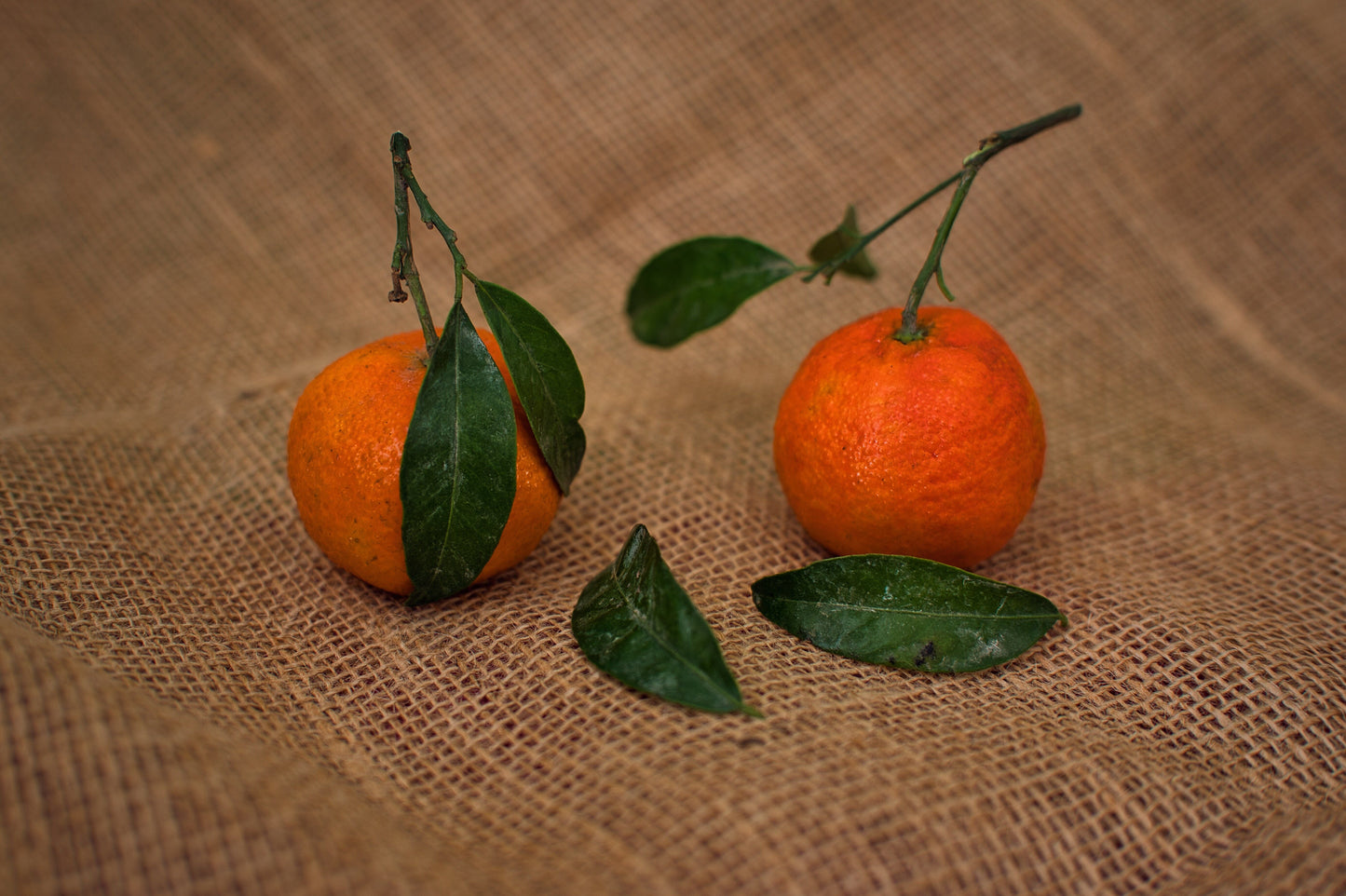 Satsuma Mandarin Citrus Live Seedling Plant 4-10 Inches | Citrus reticulata