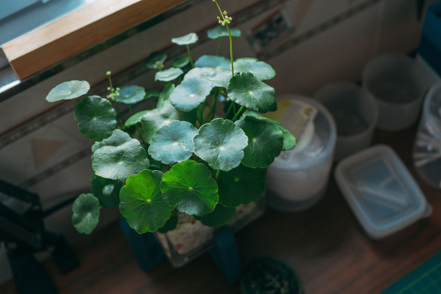 Hydrocotyle vulgaris Live Rooted Plant Bundle – 10–20 Inch Outdoor Starter Plants