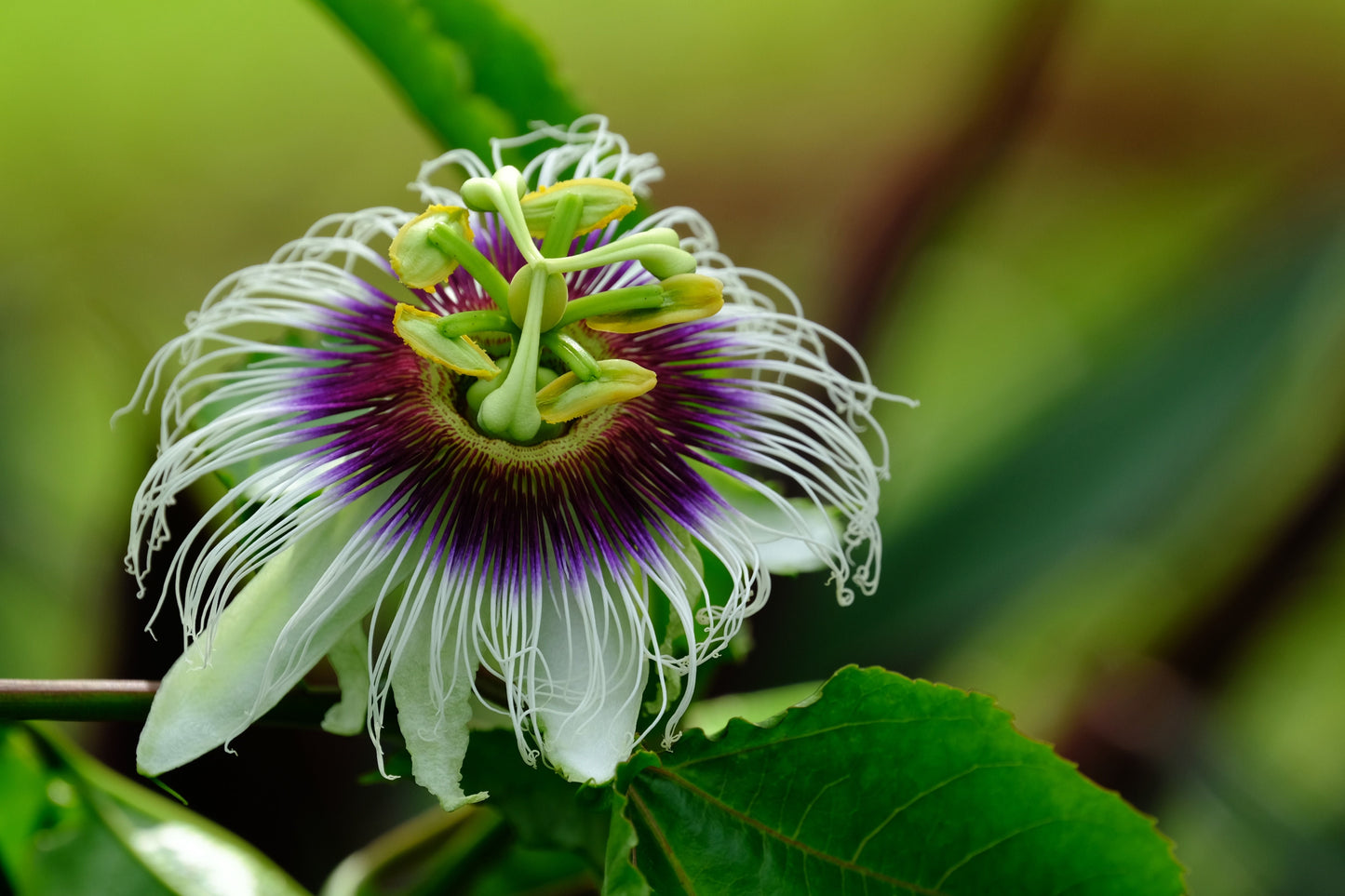 Maypop Passion Flower Vine Set of 2 - Passiflora Incarnata Live Plants Bare Root