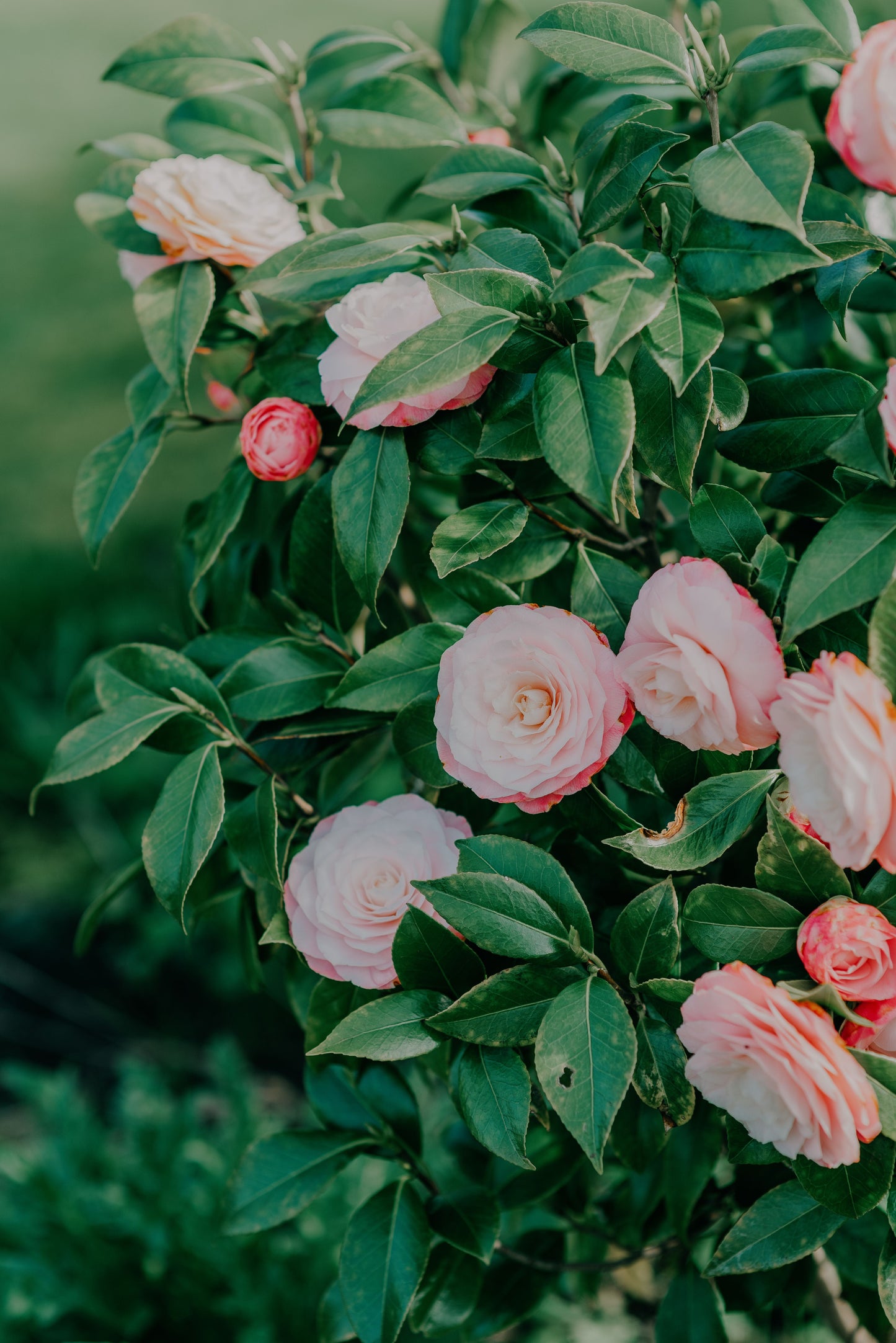 April Dawn Camellia Live Starter Plant - Camellia japonica Pink White Evergreen Shrub