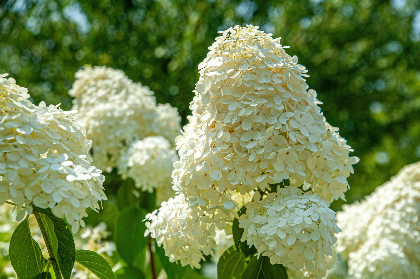 PeeGee Hydrangea Live Plants – 2 Rooted Starters in 1 Qt Pots, White Flower Shrubs, Hydrangea paniculata 'Grandiflora'