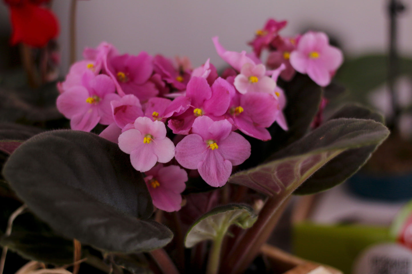 Pink African Violet Live Plant – 2 Inch Mini Pot – Saintpaulia Hybrid