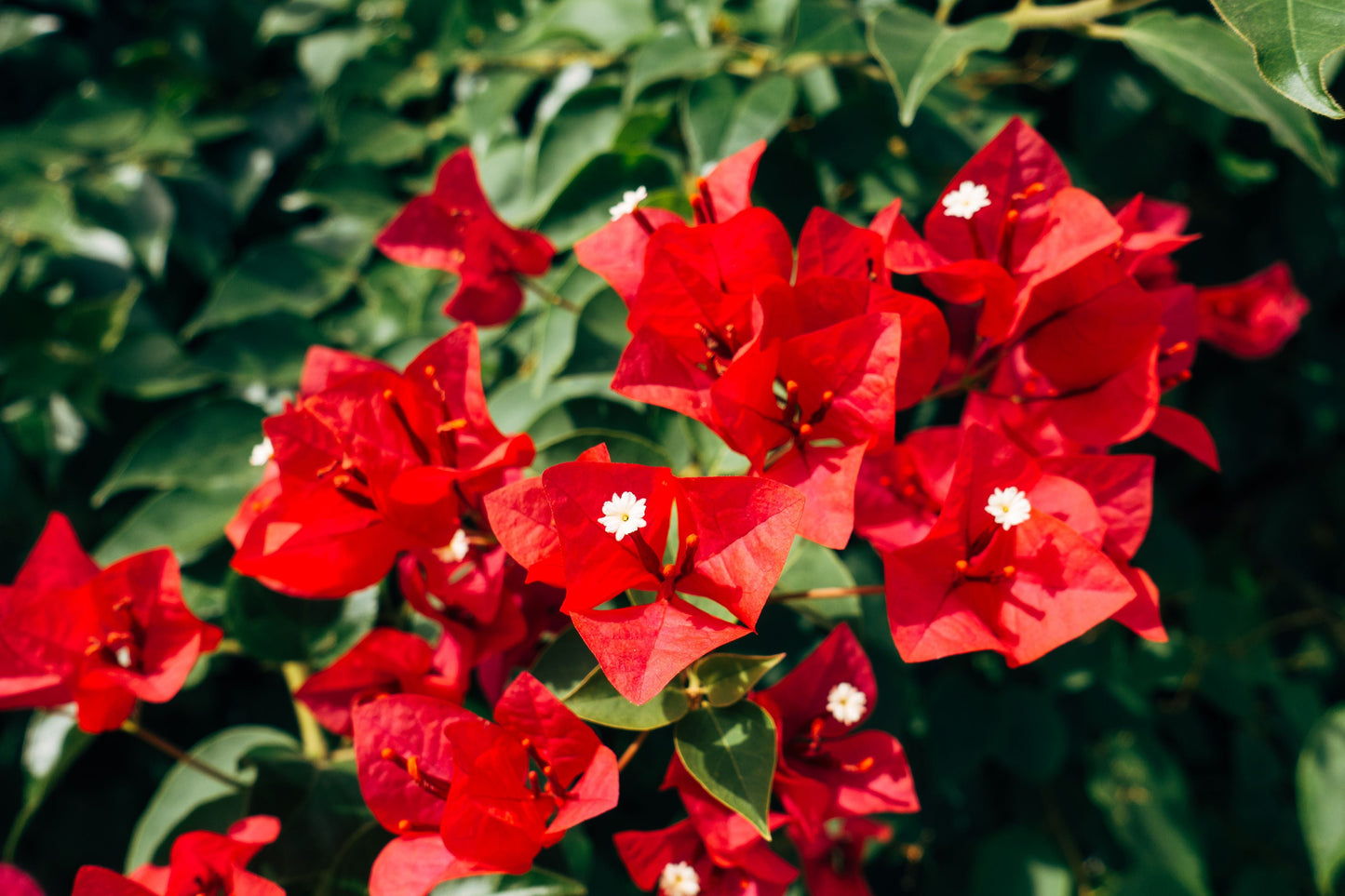 Ruby Bougainvillea Live Starter Plant – Well Rooted Plug in Container