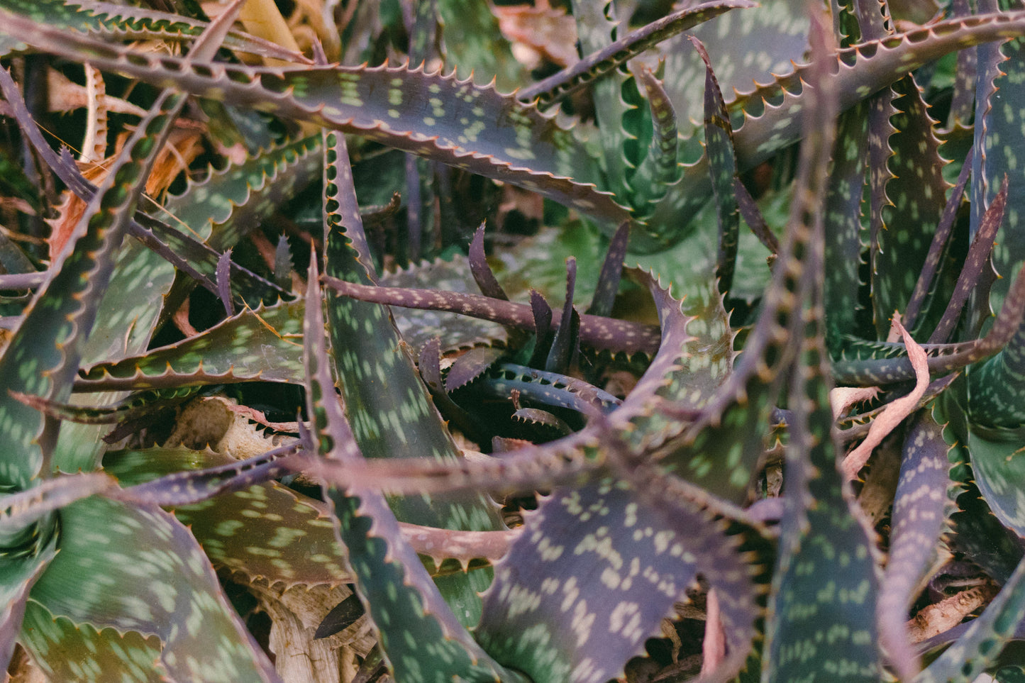 Aloe 'Purple Haze' Live Succulent in 3.5-Inch Pot - Compact Purple-Toned Hybrid