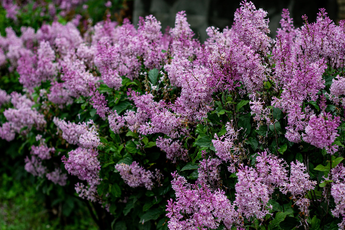 Dwarf Korean Lilac Live Plant - Syringa meyeri 'Palibin' in 3.5 Inch Pot