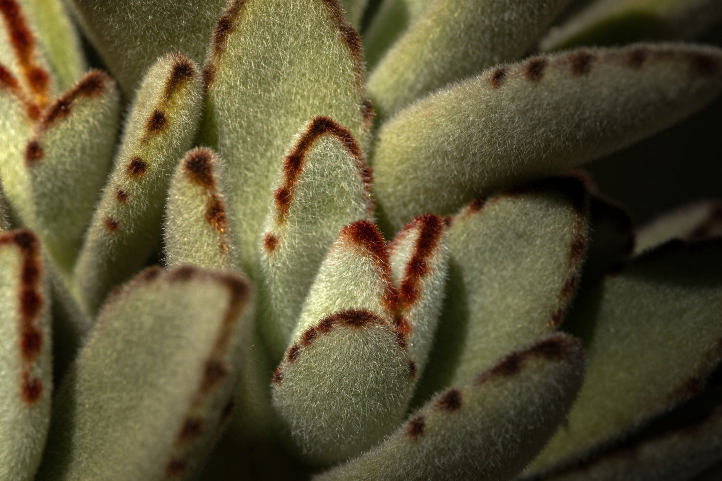Kalanchoe Tomentosa Panda Live Succulent Plant in 3 Inch Pot