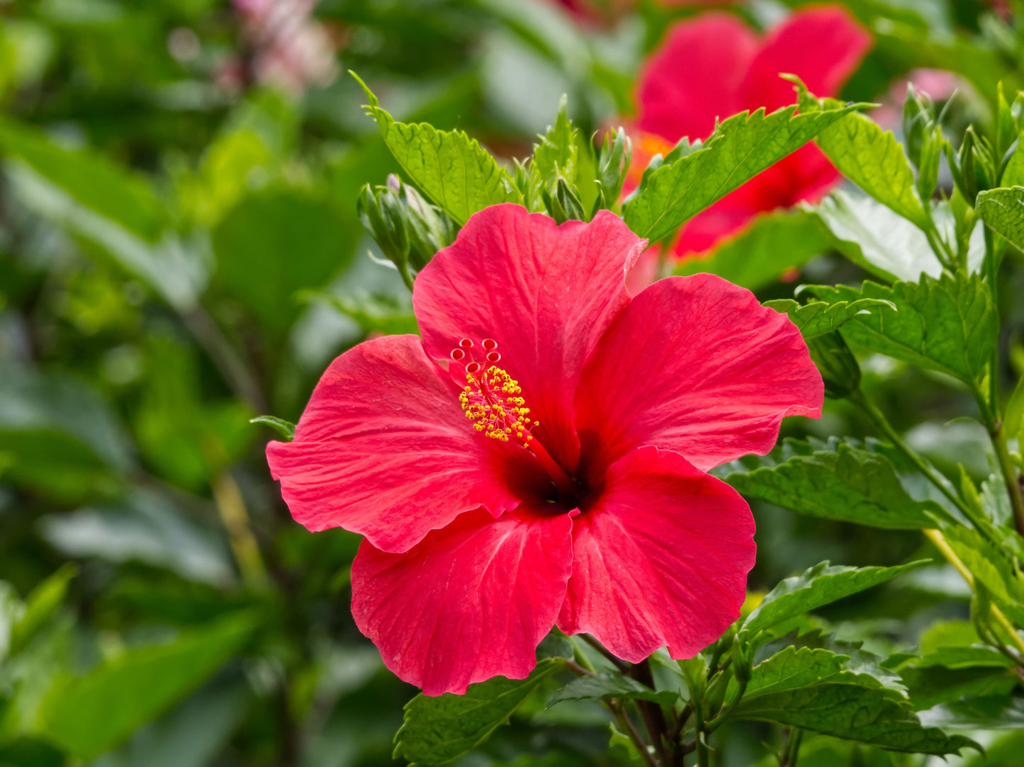 Madagascar Hibiscus Starter Live Plant 3-5 Inch Rooted Hibiscus moscheutos