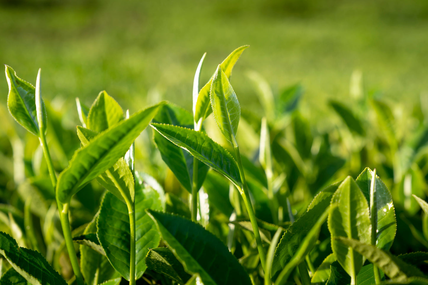Organic Tea Plant Live Starter - Camellia sinensis - 6-12 Inch Evergreen Shrub