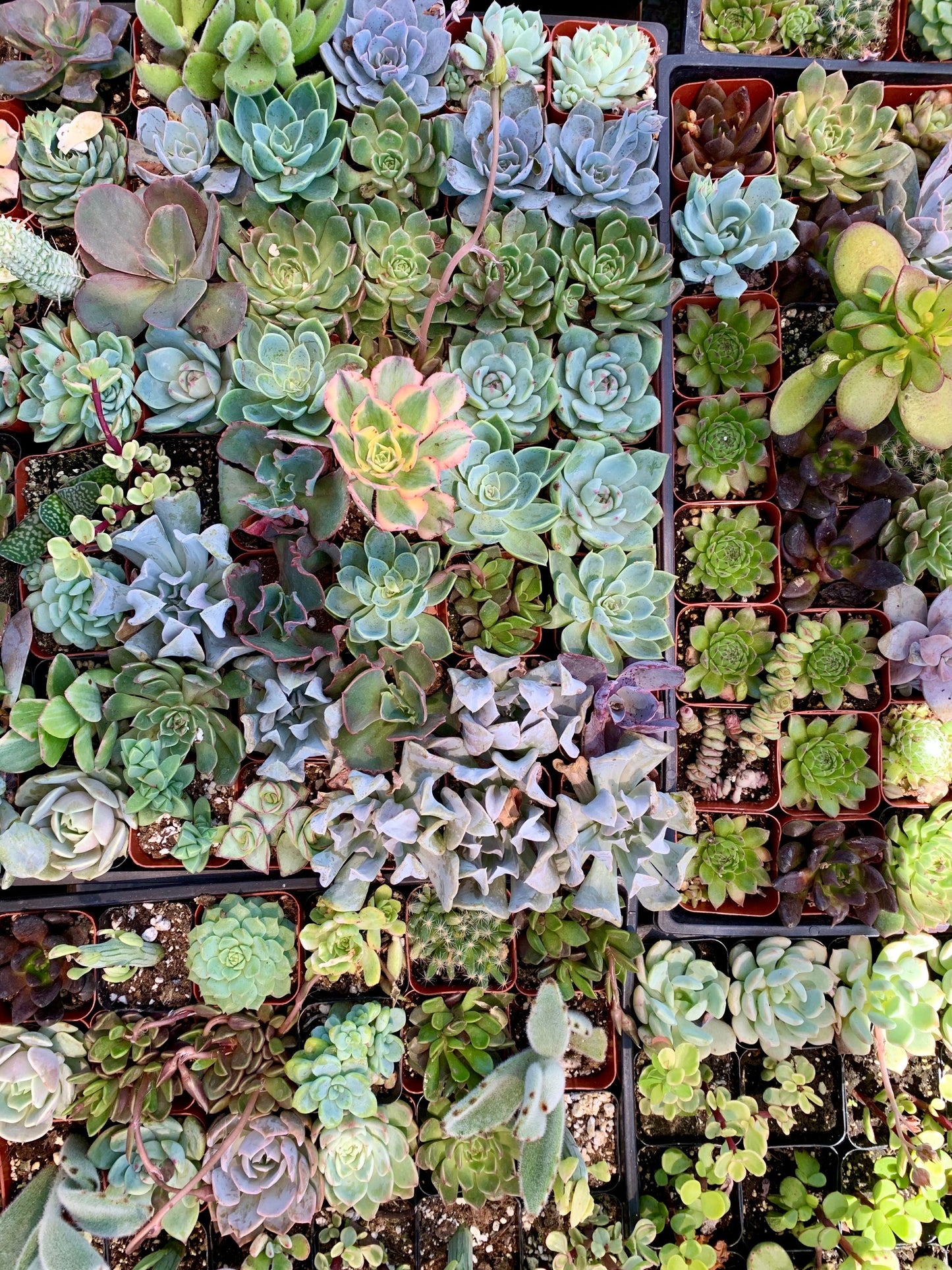 25 Mixed Succulent Cuttings 1-2 Inch Rosettes Live Unrooted Succulent Collection