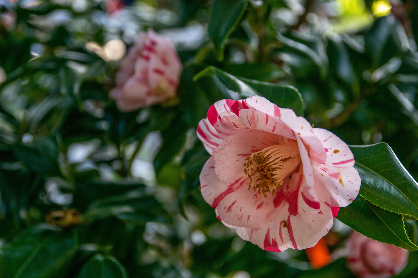 Terry Gilley Camellia Japonica Live Starter Plant – Evergreen Ornamental Shrub
