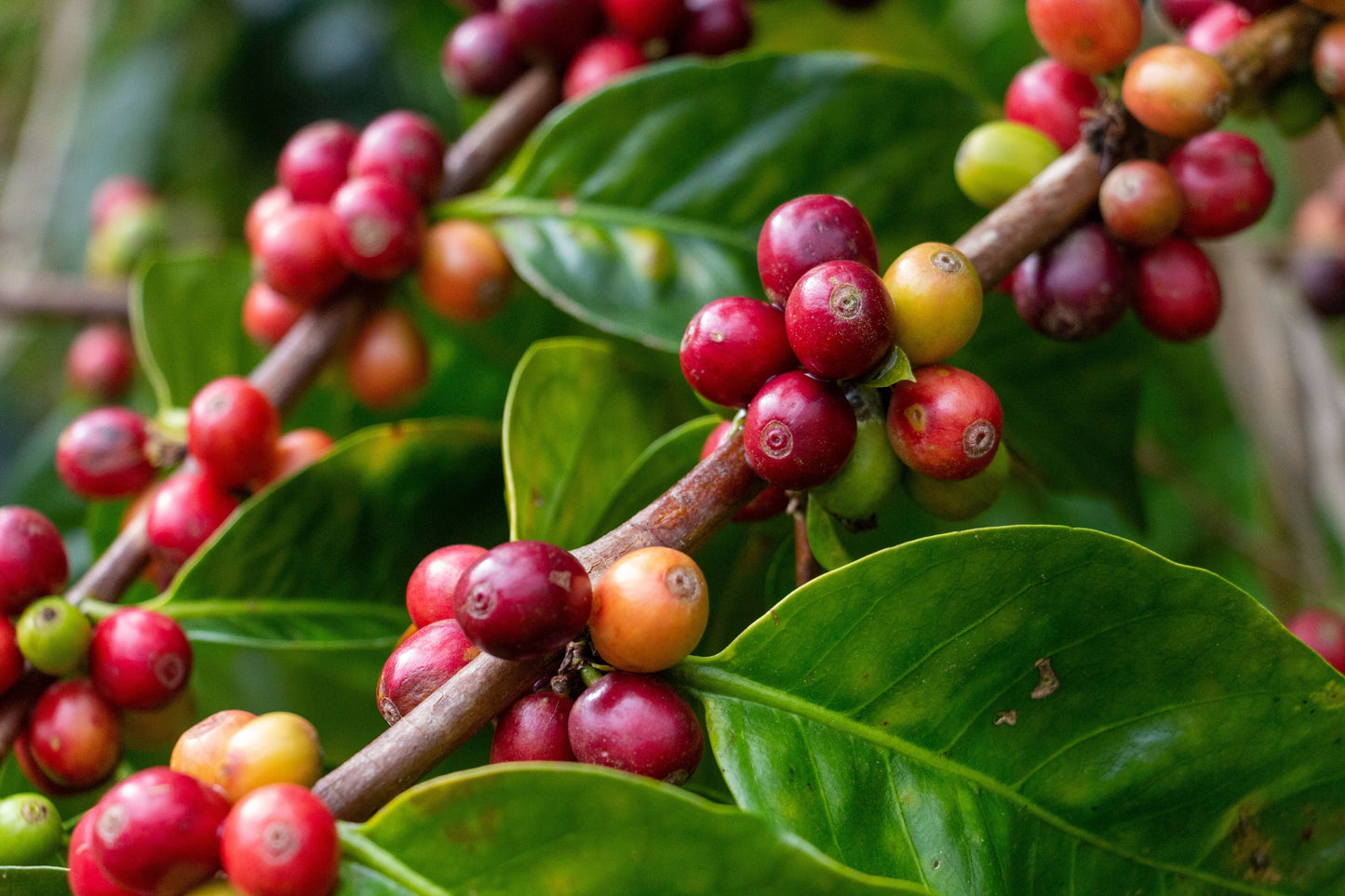Coffee Plant Live Plant in 3 Inch Pot – Coffea arabica Indoor Houseplant