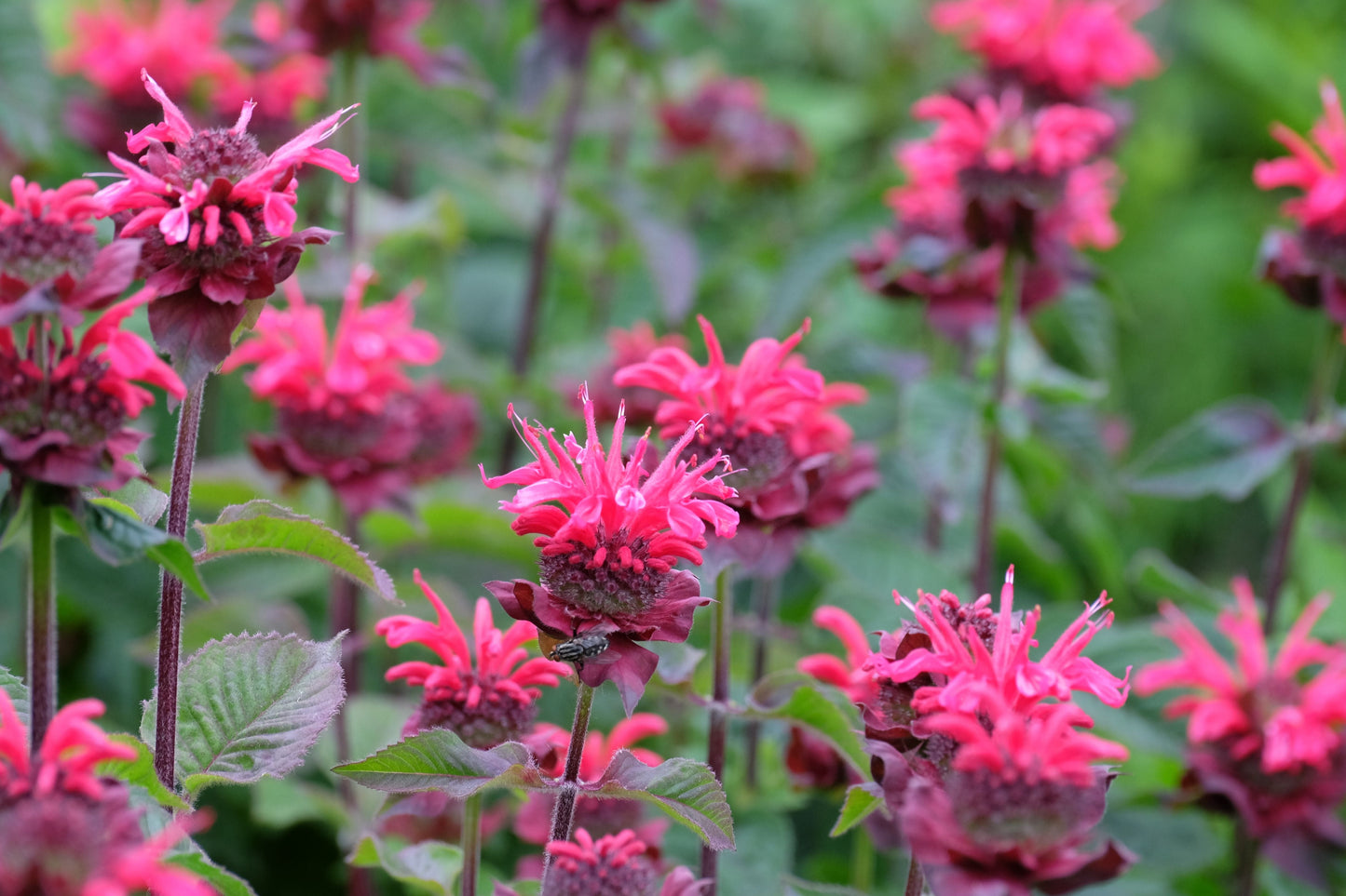 Raspberry Wine Bee Balm Live Plants | 3 Rooted Starters in 1 Qt Pots | Monarda 'Raspberry Wine' Perennial Flower Garden Plant