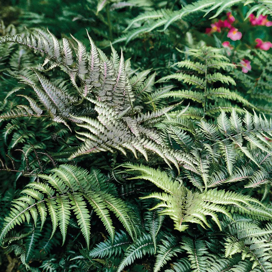 Japanese Painted Ferns Set of 3 Bare Root Plants β Athyrium niponicum, Hardy Shade Fern, Colorful Foliage Perennials