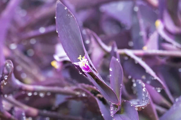 12 Purple Heart Cuttings - Live Unrooted Tradescantia pallida for Indoor & Outdoor Planting, Vibrant Purple Foliage, Easy Propagation