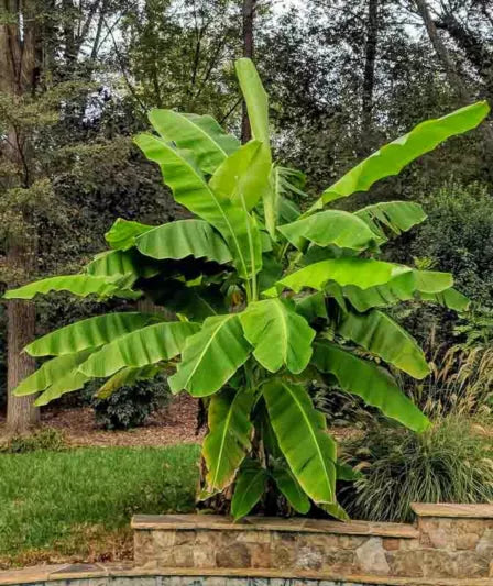 Musa Basjoo Banana Plant Bare Root Starter - Cold Hardy Ornamental Tropical Foliage - Japanese Fiber Banana