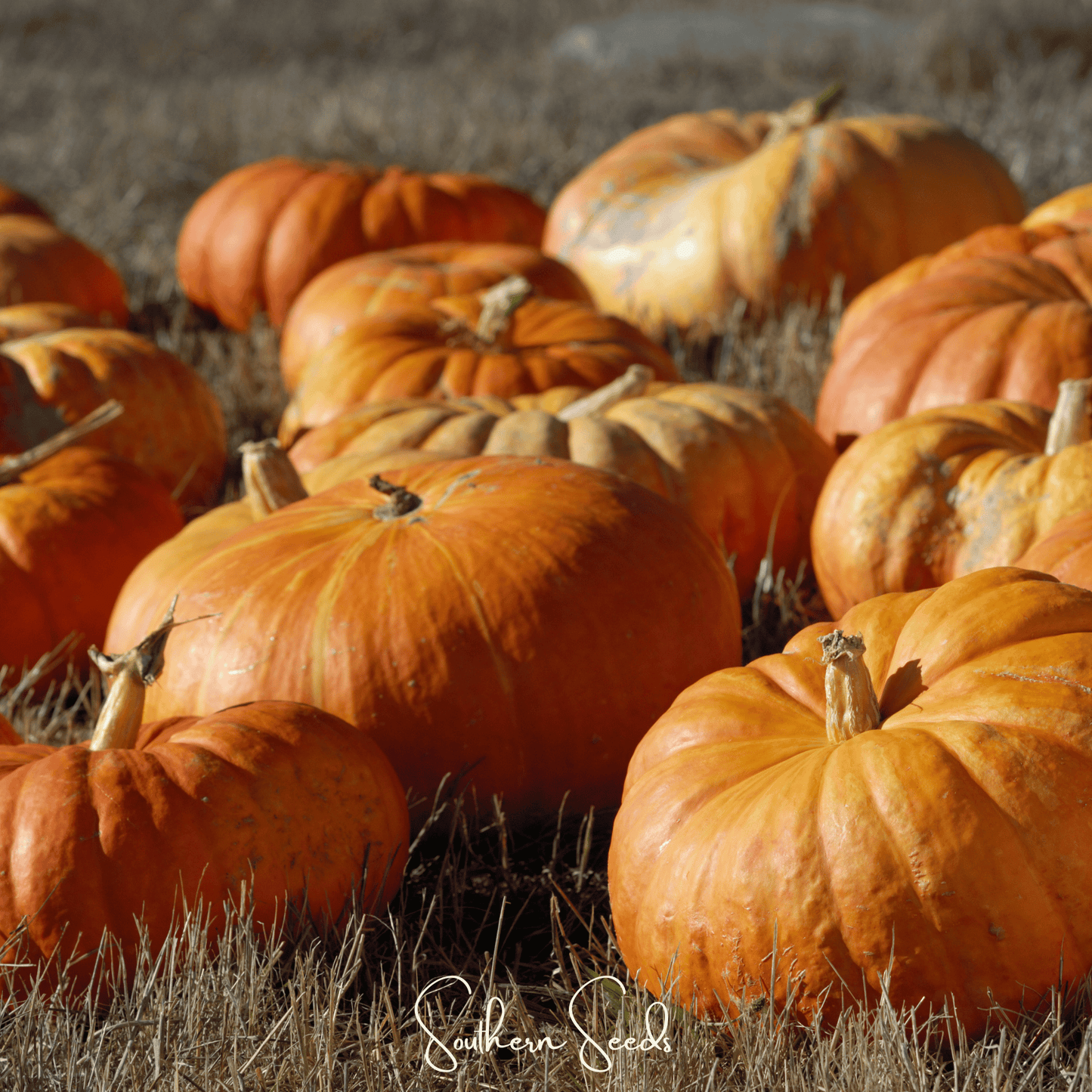 Cinderella Pumpkin Seeds – Heirloom French Pumpkin for Fall Decor & Gourmet Cooking – Cucurbita maxima