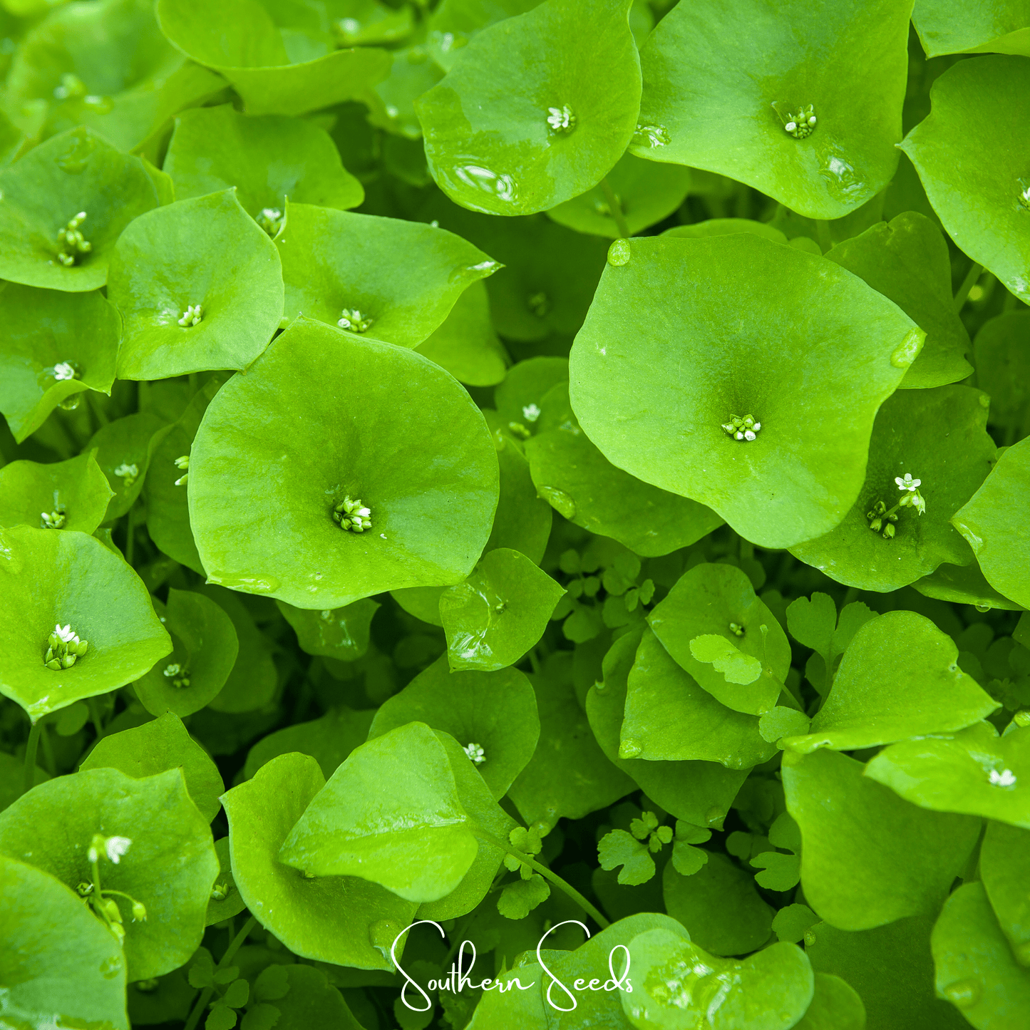 Winter Purslane Seeds, Miner’s Lettuce, Claytonia perfoliata, Heirloom, 100 Seeds, Cool-Season Green for Shade Gardens