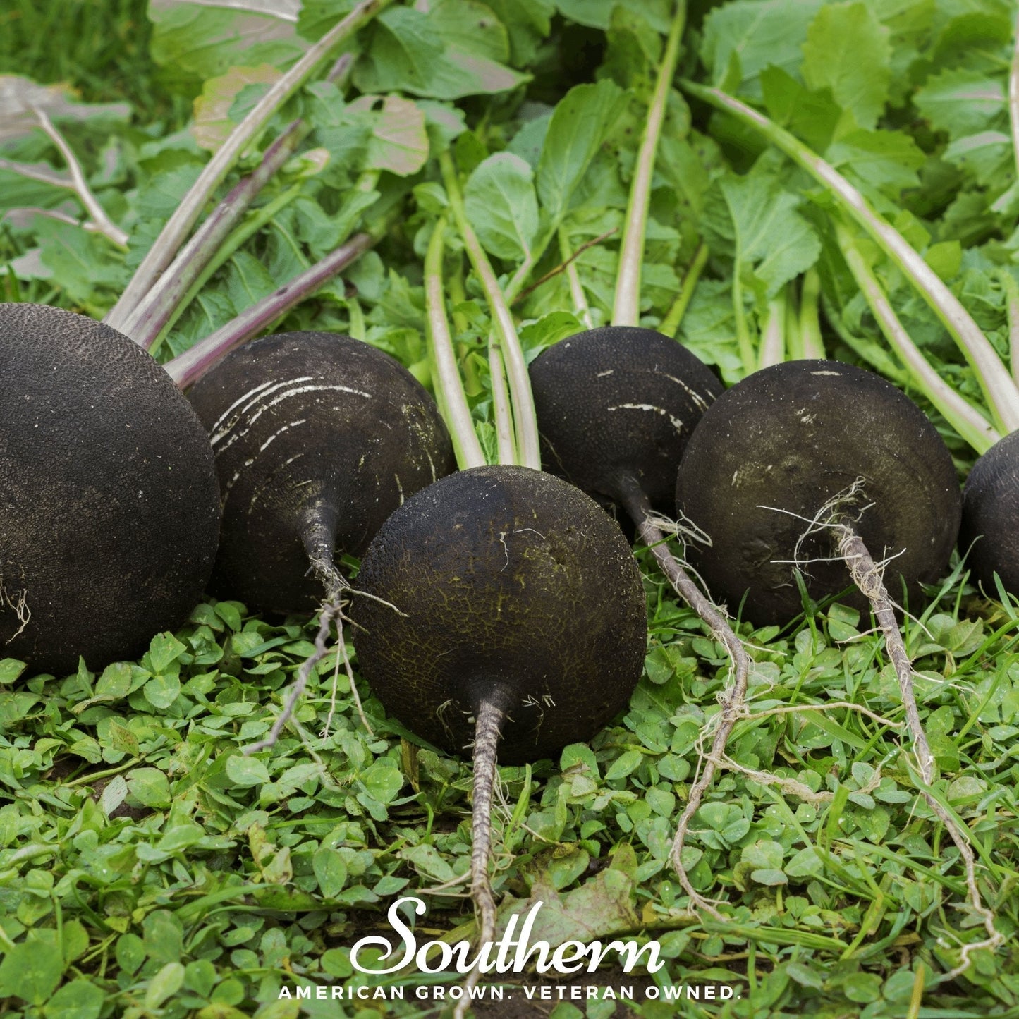Black Spanish Radish Seeds – Heirloom, Open Pollinated, Non-GMO, USDA Zone 2-10, 250 Seeds