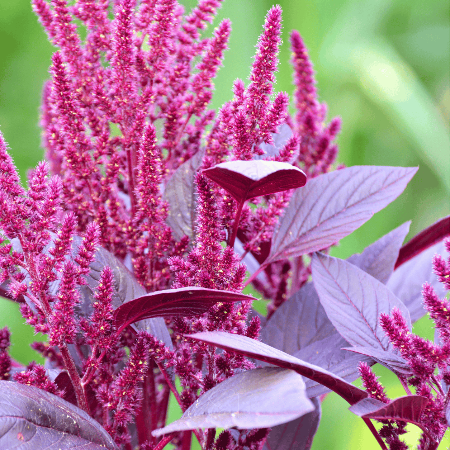 Red Garnet Amaranth Seeds β Heirloom, Edible Leaves & Grain, Tall Ornamental Plant, Amaranthus tricolor, 250 Seeds