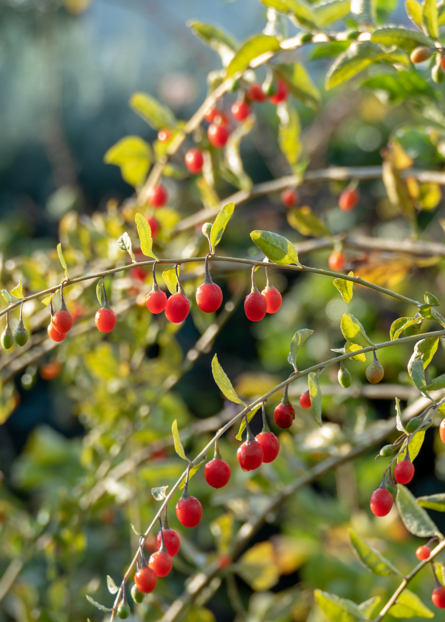 Red Goji Berry Shrub - Dried & Fresh Superfood - Lycium barbarum Nutrient-Dense Fruit