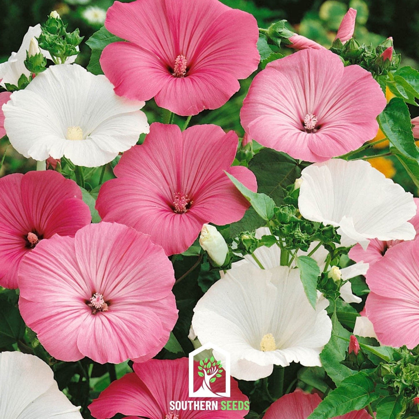 Rose Mallow Seeds Mix – 50 Heirloom Annuals with Pink, White & Red Hibiscus-Like Flowers, Lavatera trimestris