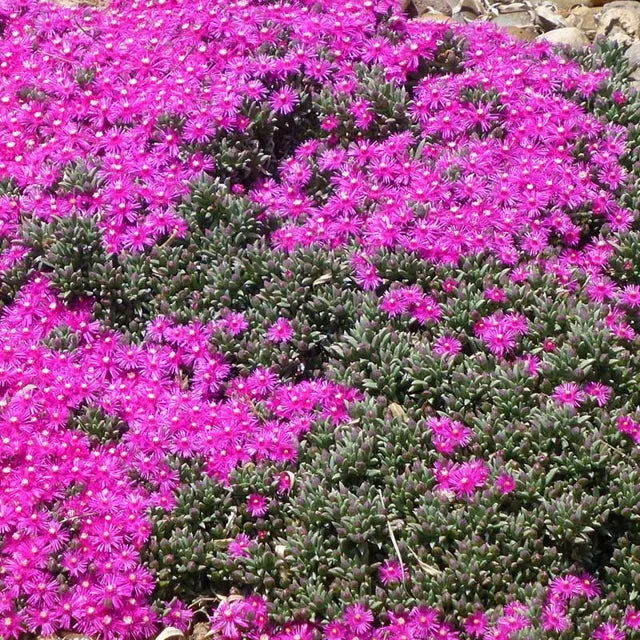 Creeping Ice Plant Cuttings β Rare Purple Pink Succulent Ground Cover, Drought-Tolerant, Trailing Cactus, Unrooted Live Stems