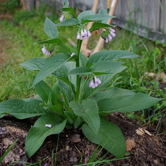 Russian Comfrey Cuttings Bocking 14 Live Unrooted Perennial for Compost Fertilizer Pollinators