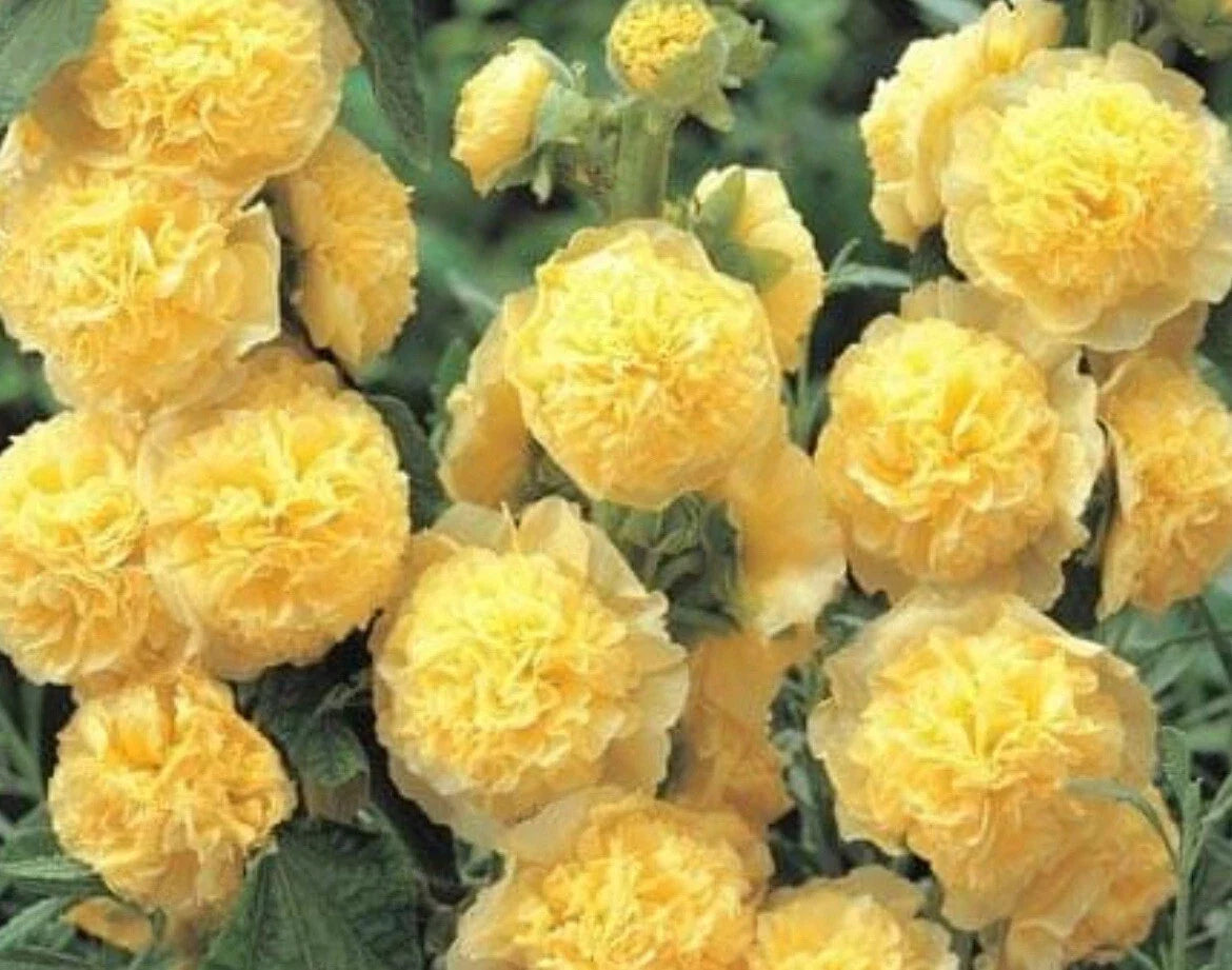 Double Yellow Hollyhock Seeds, Perennial Flower Seeds for Gardens, Alcea rosea, 25+ Seeds
