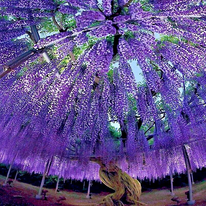 Chinese Wisteria Tree Seeds - 10 Wisteria sinensis Climbing Vine Seeds
