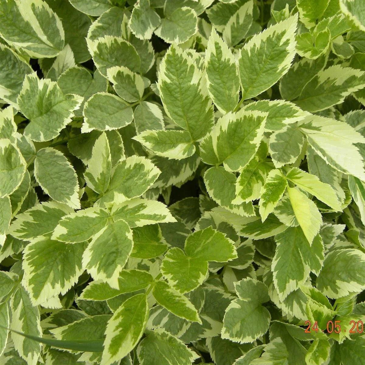 Variegated Ground Elder Live Plants Set of 2 | Aegopodium Podagraria 'Variegatum' | Deer Resistant, Zone 4-9