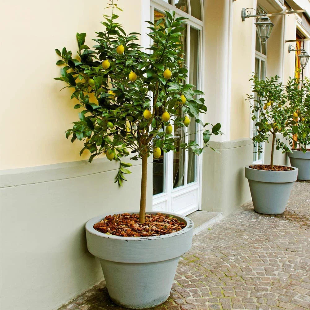 Meyer Lemon Tree Live Citrus Plant 8-14" in 10" Pot - Compact Indoor Citrus × meyeri