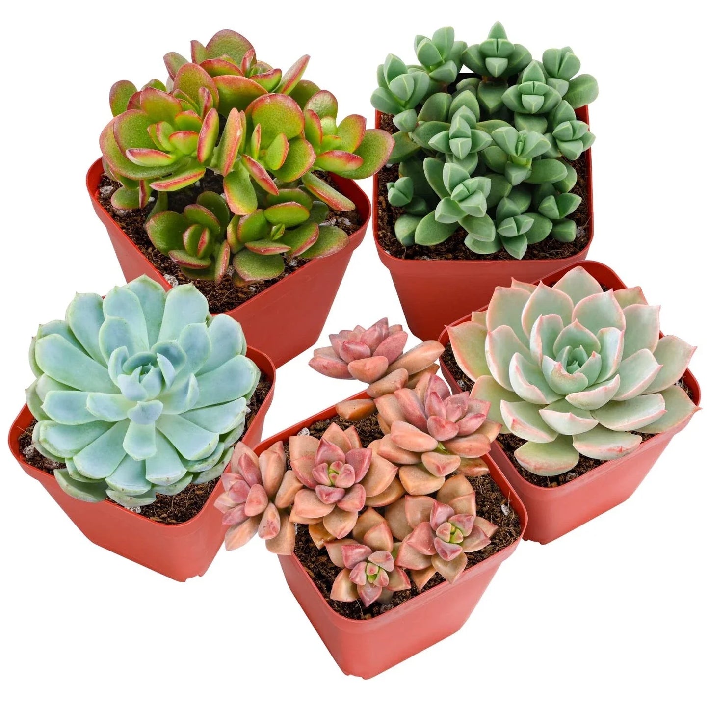 Live Succulent Plants Pack of 4 – Fully Rooted, Assorted Varieties, Pet Safe Indoor Decor, Low Maintenance, Non-Toxic Succulents