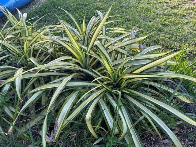 Dwarf Pandanus Live Rooted Cutting, Pandanus baptistii, Indoor Tropical Houseplant, Easy Care Greenery