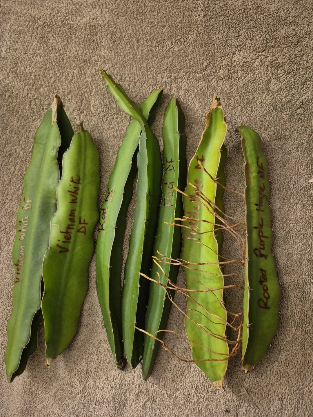 Dragon Fruit Cuttings Lot – 6 Varieties Including Vietnam White, Red, Purple – Hylocereus undatus & Hylocereus costaricensis