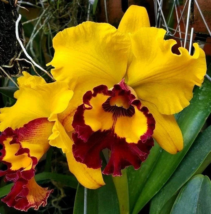 Rlc Liu's Joyance Cattleya Orchid Plant 4.5" Pot Near Blooming Size