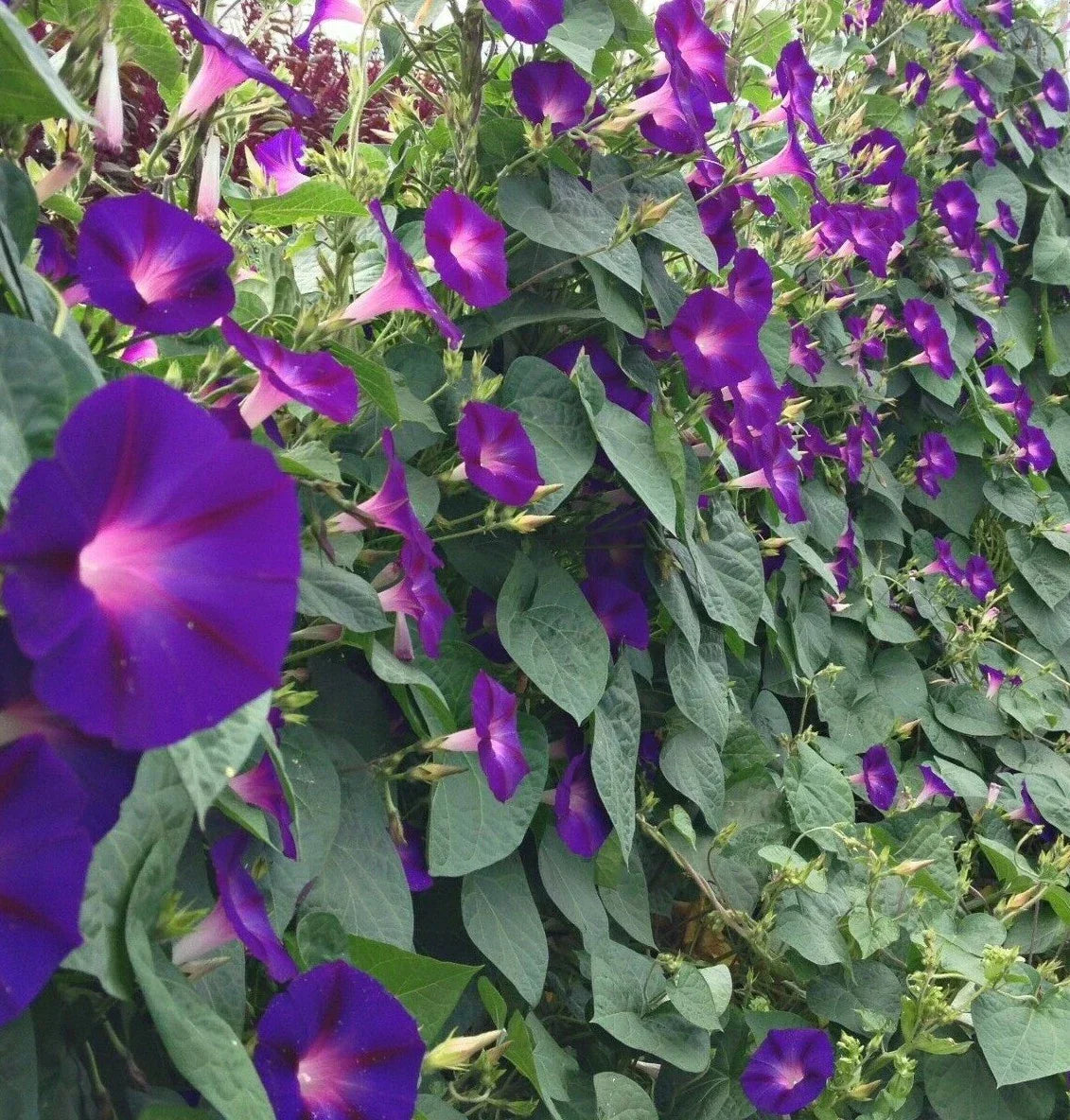 Morning Glory Seeds Grandpa Ott Purple - 30+ Ipomoea Annual Flower