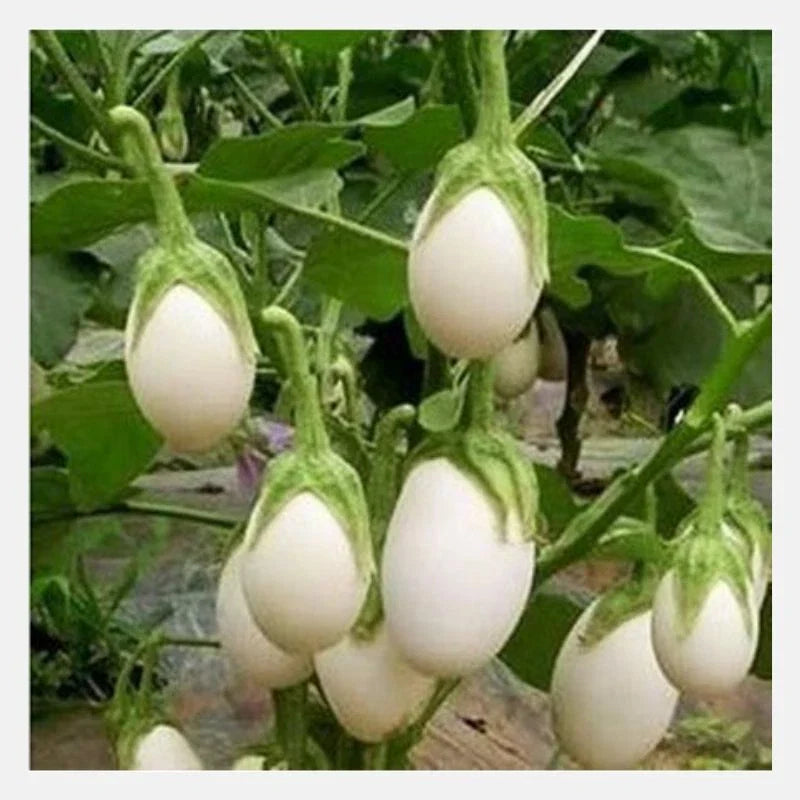 White Egg Eggplant Seeds - 50+ Non-GMO Seeds - Solanum Melongena - USA Grown