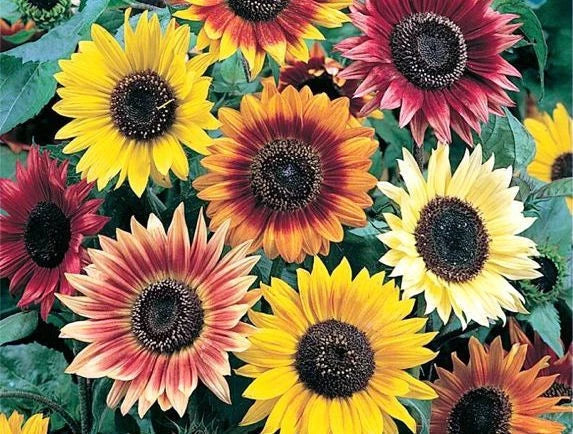 Sunflower Seeds Evening Colors Mix - 62 Seeds - Helianthus annuus - GroCo USA
