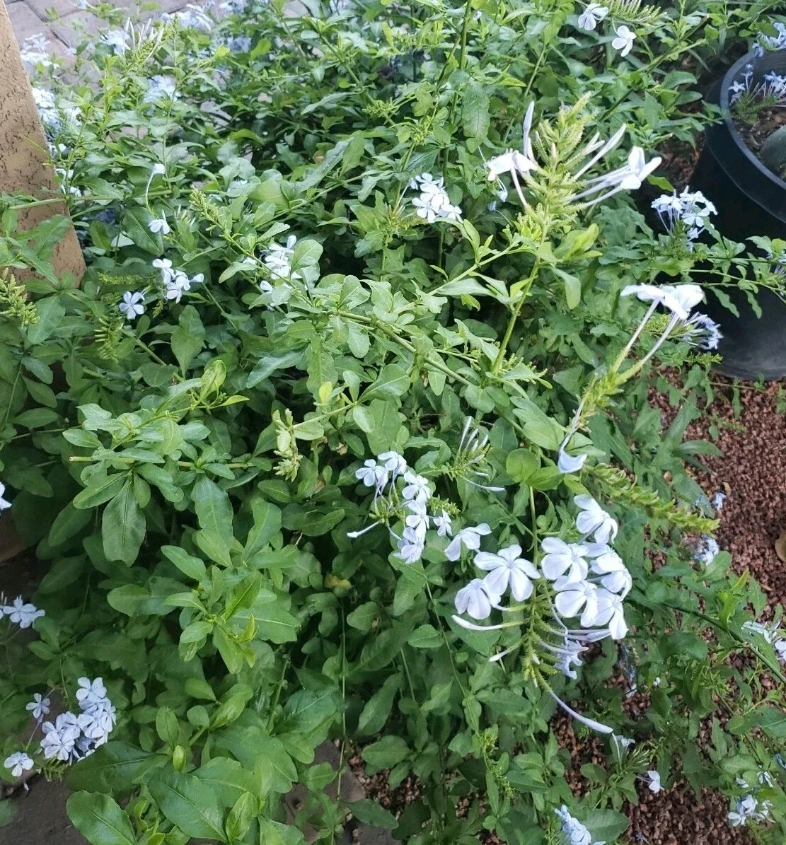 Cape Plumbago Cuttings - California Blues, Imperial Blue, 8 Pack, 5 Inches, Plumbago auriculata, Blue Flowering Plant